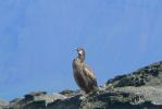 PICTURES/Puffin Express - Boat Tour Around Puffin Island/t_European Shag Cormorant.JPG